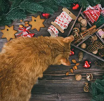 Katze inmitten von Weihnachtsdeko