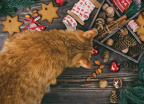 Die Katze schnuppert an den Weihnachtsplätzchen