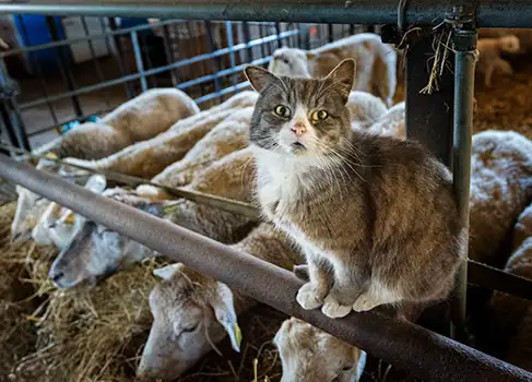 Katze auf dem Bauernhof