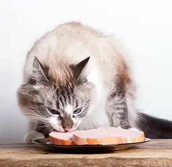 Katze frisst von einem Teller
