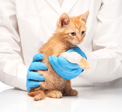 Helvetia Katzenversicherung Katze versichert