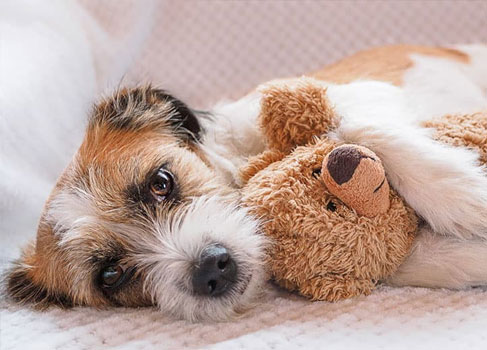 Wie erkennen Sie Knochenbrüche bei Hunden? Kranker Hund
