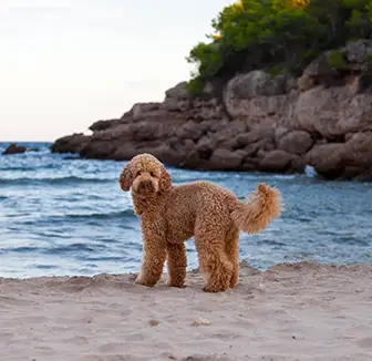Hund steht am Strand
