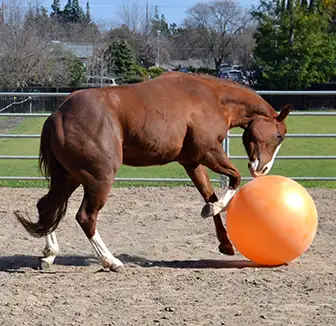 Spielendes Pferd mit dem Ball