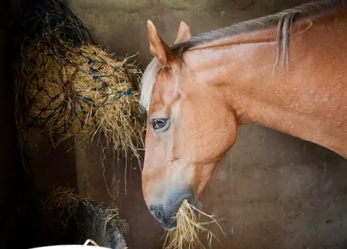 Pferd Zähne Ziehen Im Stall