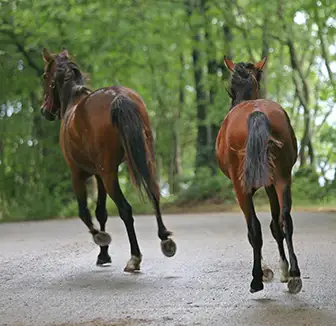Herrenlose Pferde auf der Straße