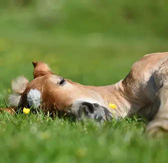 Pseudo Narkolepsie Pferd Behandeln