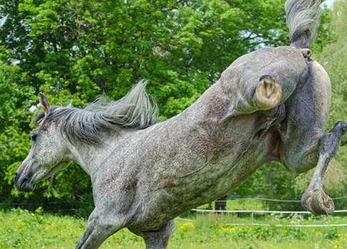 Wie äußert sich ein solches Traumata bei einem Pferd eigentlich genau? tretendes Pferd