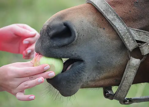 Pferd isst Apfel
