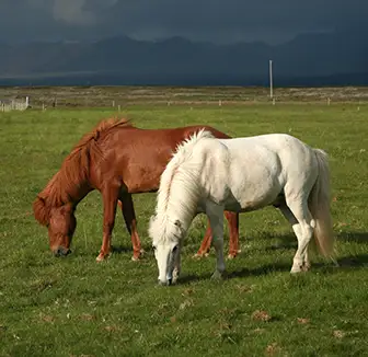 Pferd bei Gewitter