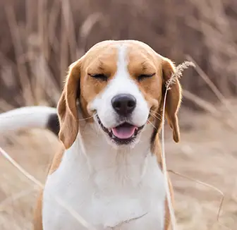 Hund ist allergisch gegen Pollen Nießender Hund
