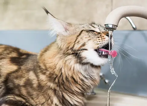 Maine-Coon Katze trinkt am Wasserhahn