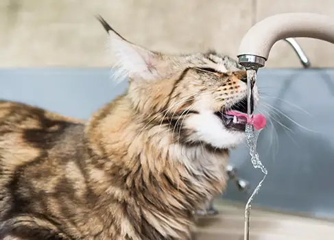 Merkmale der Maine-Coon Katze Maine-Coon Katze trinkt am Wasserhahn