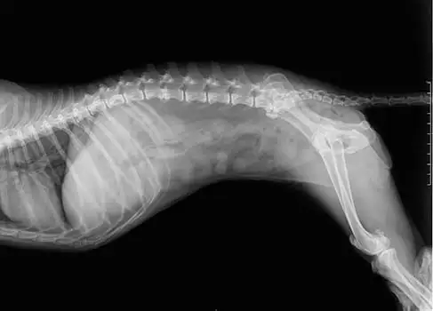 Diagnose Bandscheibenvorfall beim Hund Röntgenbild