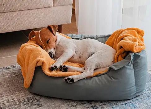 Hund schläft in einem gemütlichen Hundebett mit erhöhtem Rand