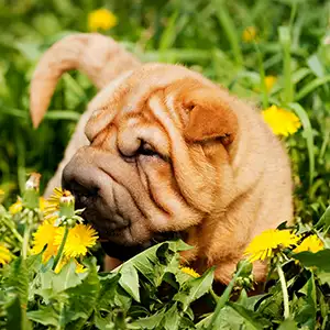 Shar-Pei