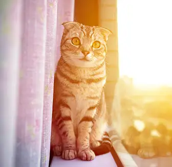 Katze sitzt auf der Fensterbank in der Sonne
