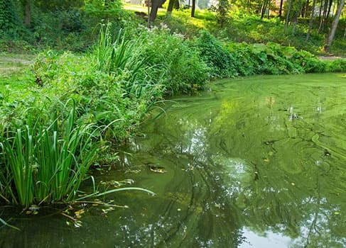 Blaualgen