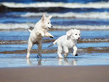 Zwei Hunde spielen am Meer
