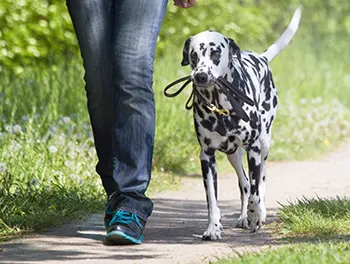 Der Hund trägt seine Leine selber beim Spaziergang