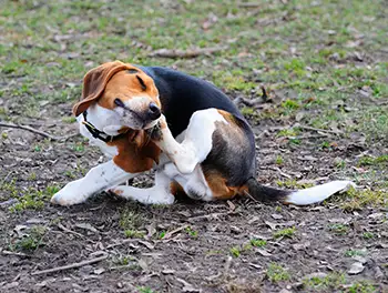 Hund sitzt auf der Wiese und kratzt sich