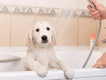 Kleiner Hund wird in der Badewanne abgeduscht