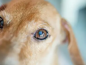 Augen eines blinden Hundes