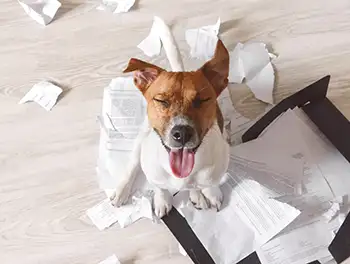 Hund zerfetzt Arbeitsunterlagen