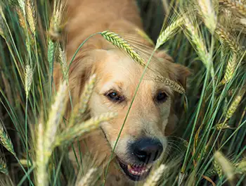 Hund streift durch das Kornfeld