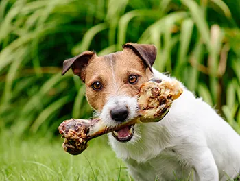 Hund mit Knochen