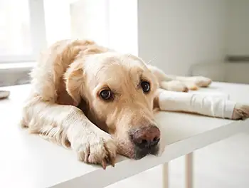 Hund mit Kreuzbeinriss beim Tierarzt