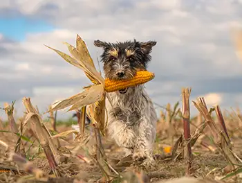 Hund rennt mit einem Maiskolben über das Feld