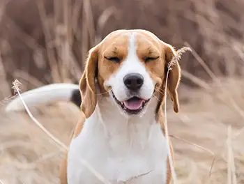 Hund sitzt im Kornfeld