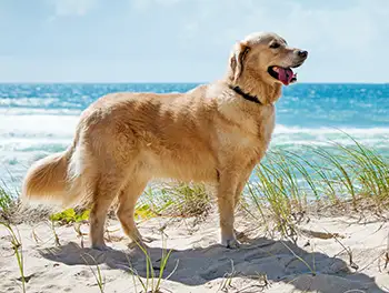 Hund sitzt am Strand