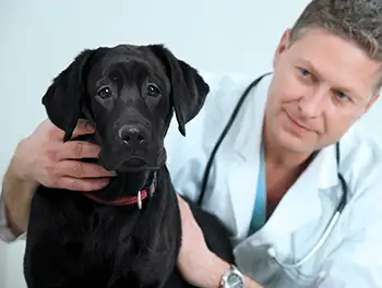 Tierarzt mit Hund