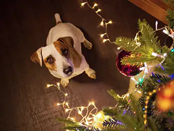 Hund sitzt unter dem Weihnachtsbaum