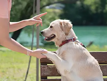 der Hund wird erzogen