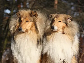 Zwei Hunde im Wald