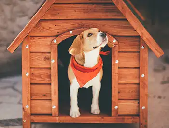 Hund sitzt in seiner Hundehütte