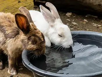 Kaninchen trinken aus dem Wassernapf
