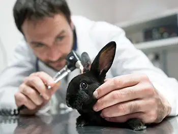 Tierarzt untersucht die entzündeten Ohren eines Kaninchen