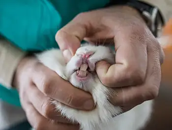 Tierarzt untersucht die Zähne eines kaninchens