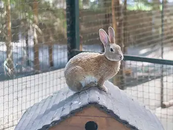 Kaninchen sitzt auf dem Häuschen im Stall