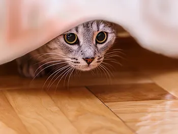 Ängstliche Katze versteckt sich