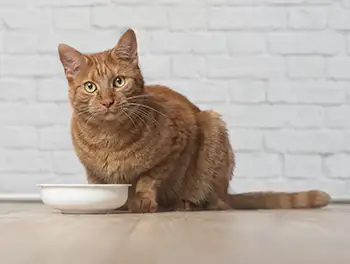 Katze sitzt vor dem Gutternapf