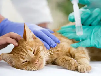 Die Katze bekommt die Impfung vom Tierarzt
