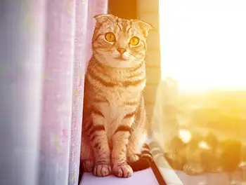 Katze sitzt auf der Fensterbank in der Sonne