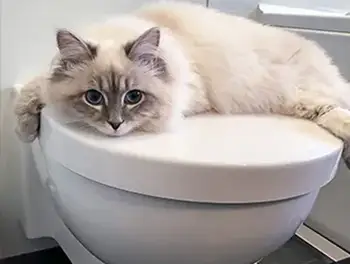 Katze auf einer Toilette