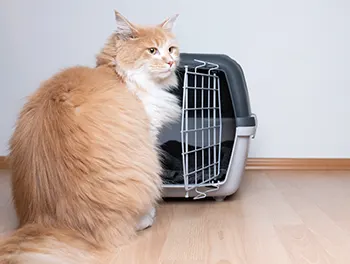 Katze sitzt vor der Transportbox