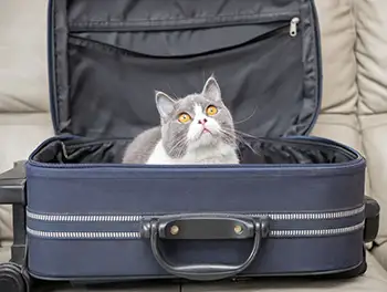 Katze sitzt im gepackten reisekoffer